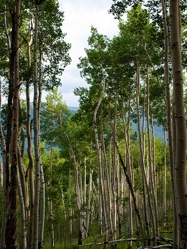 Aspen Trees