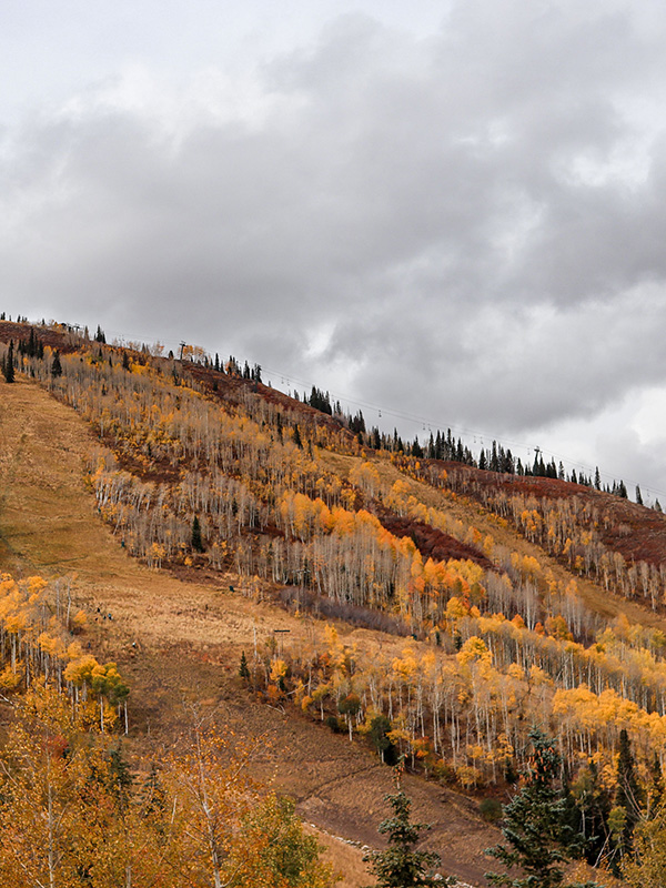 Fall Hillside
