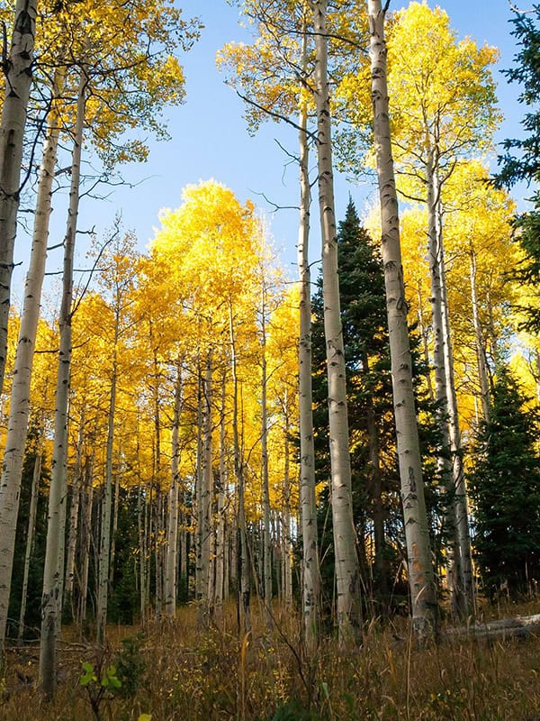 Fall