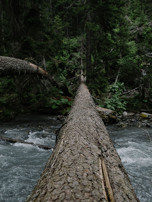 Fallen Tree
