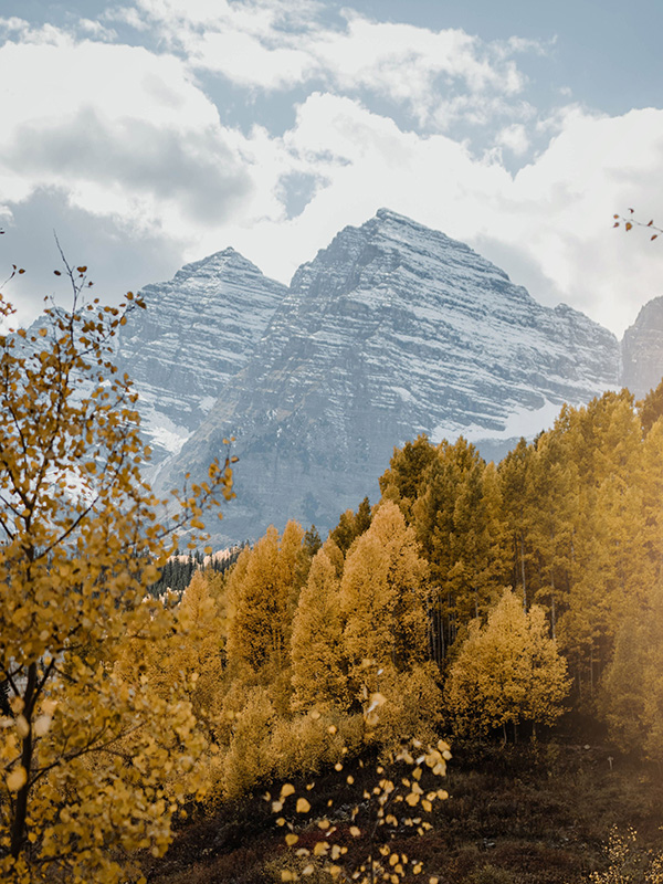 Mountain Aspen